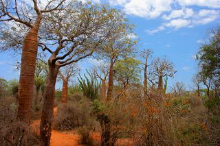 Picture of a spiny forest in Madagascar, with permission "all CC-BY-SA"
