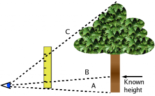 estimating height